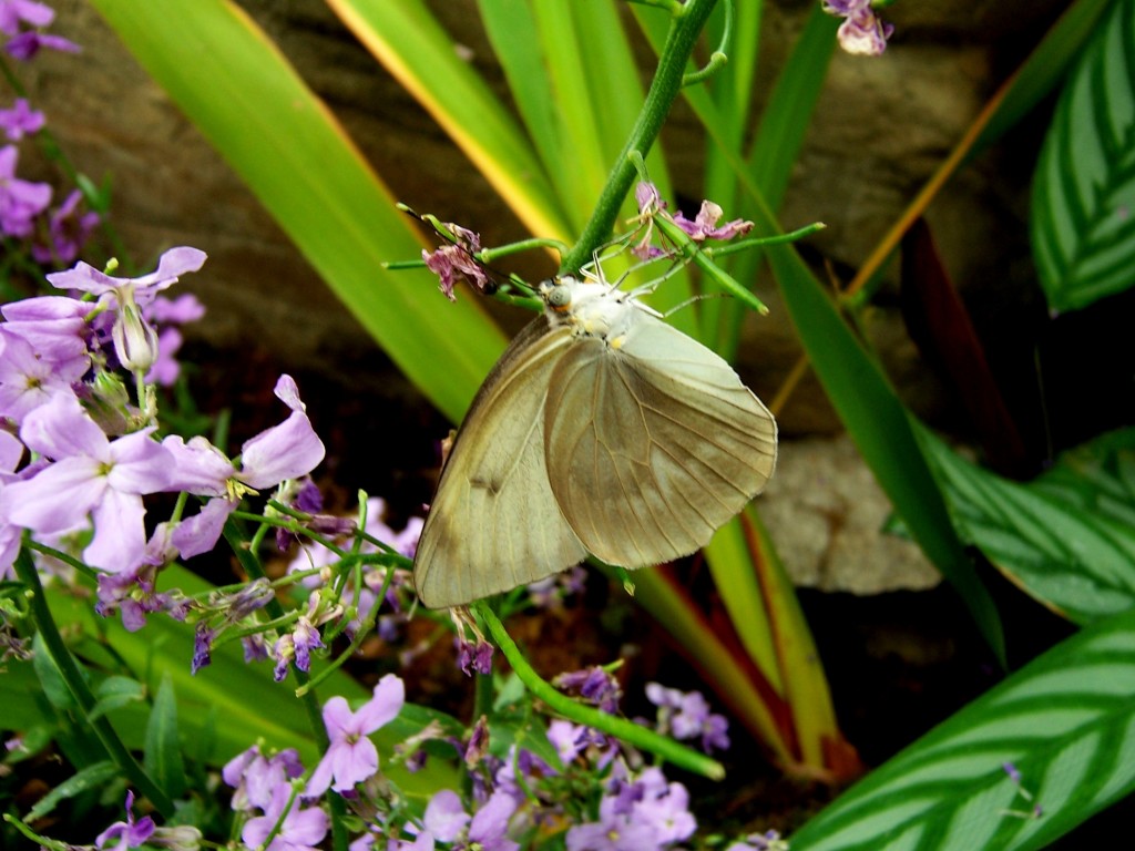 Cabbage White