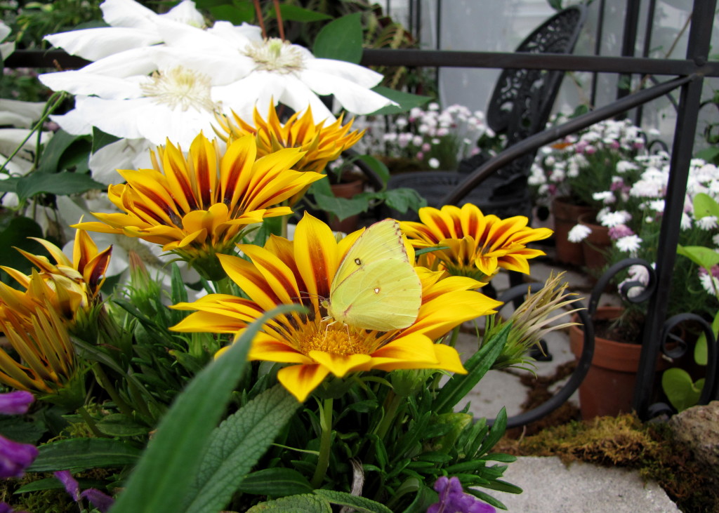 Giant Cloudless Sulphur