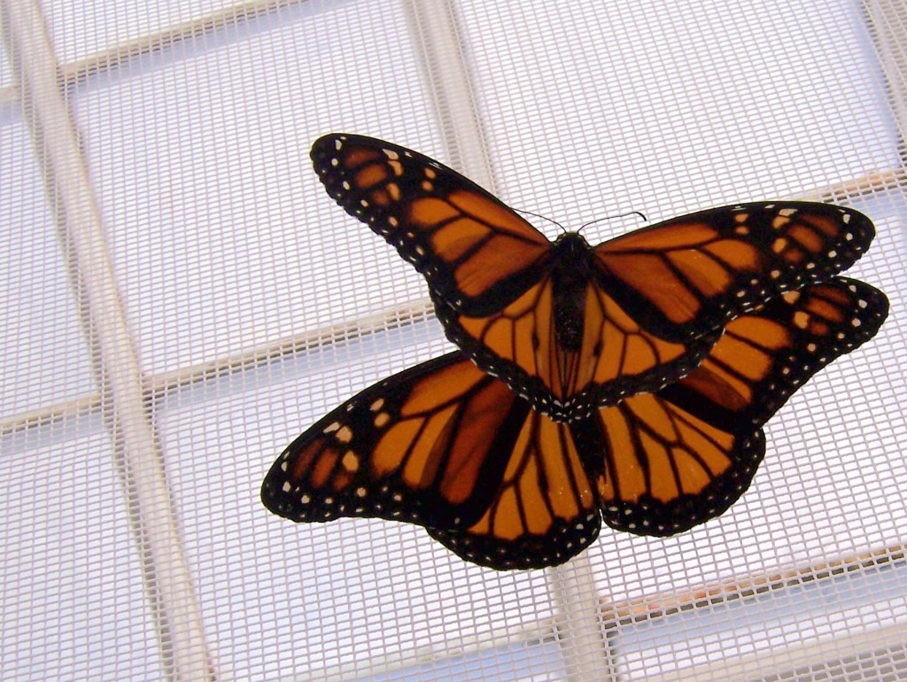 Mating Monarchs