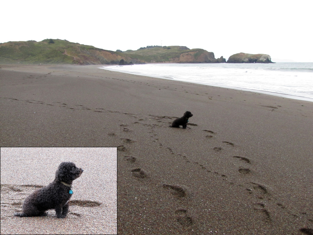 This cute doggie was patiently waiting for their human who was surfing.