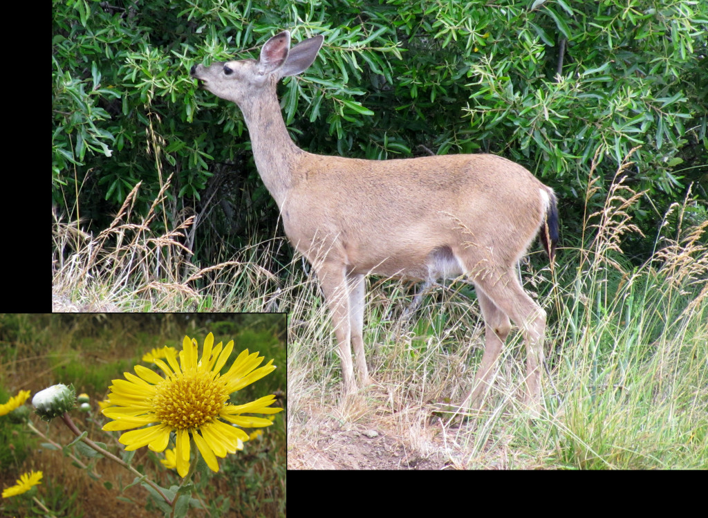 Black tailed deer