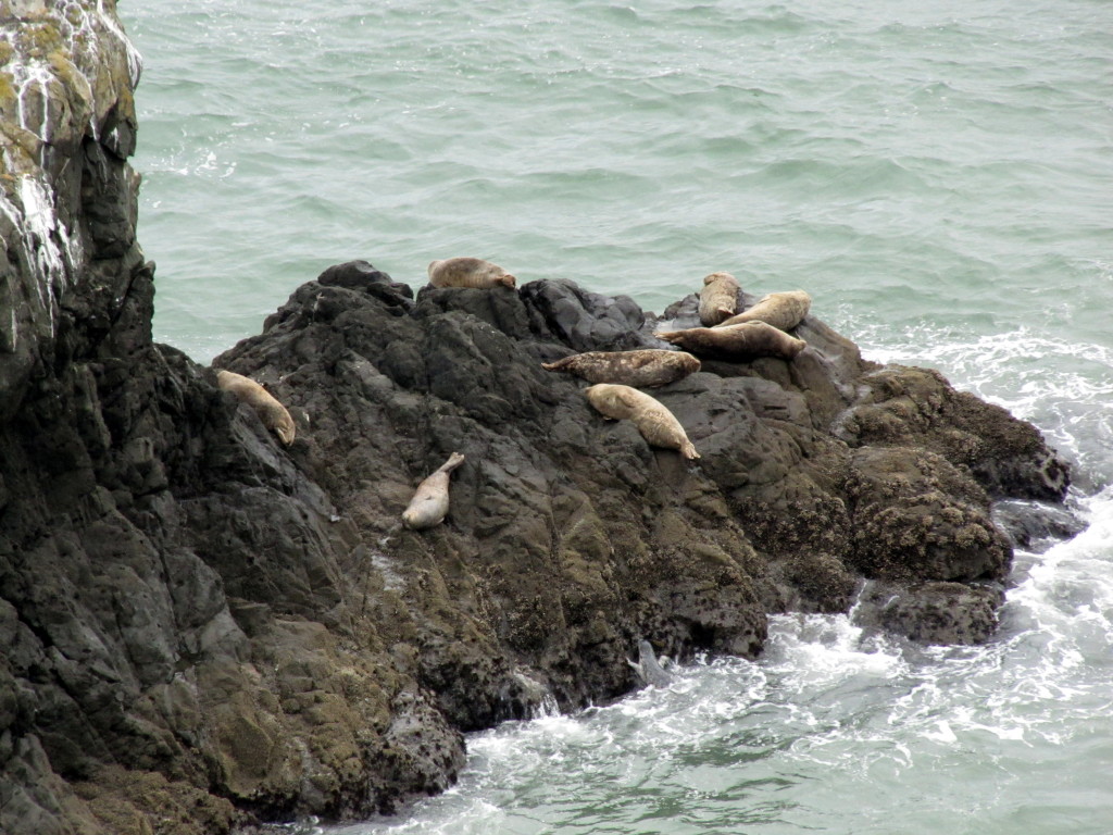 Harbor seals by Rudha-an