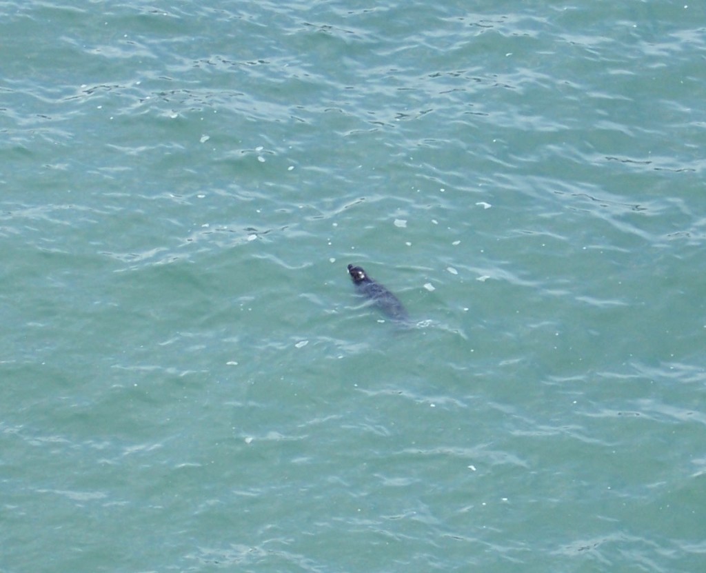 Harbor seal in the water