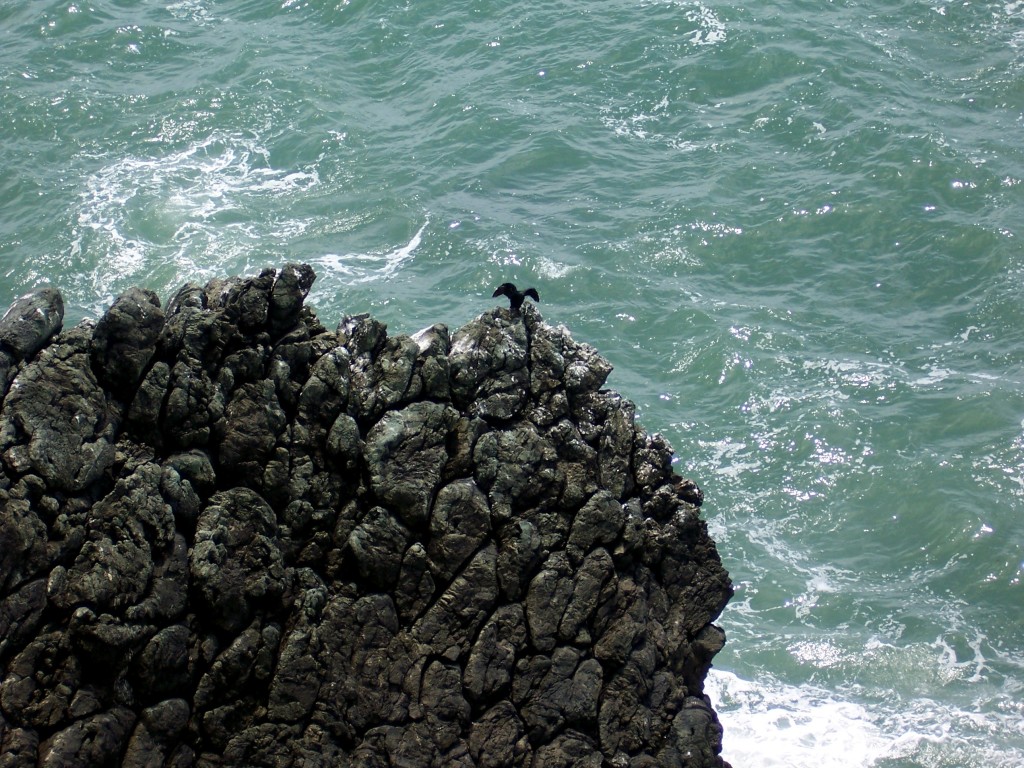 Cormorant drying its wings by Lastech