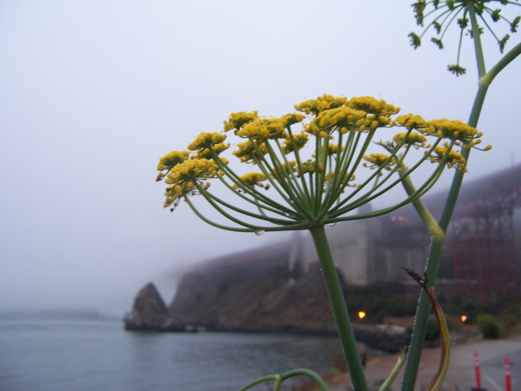 Fennel