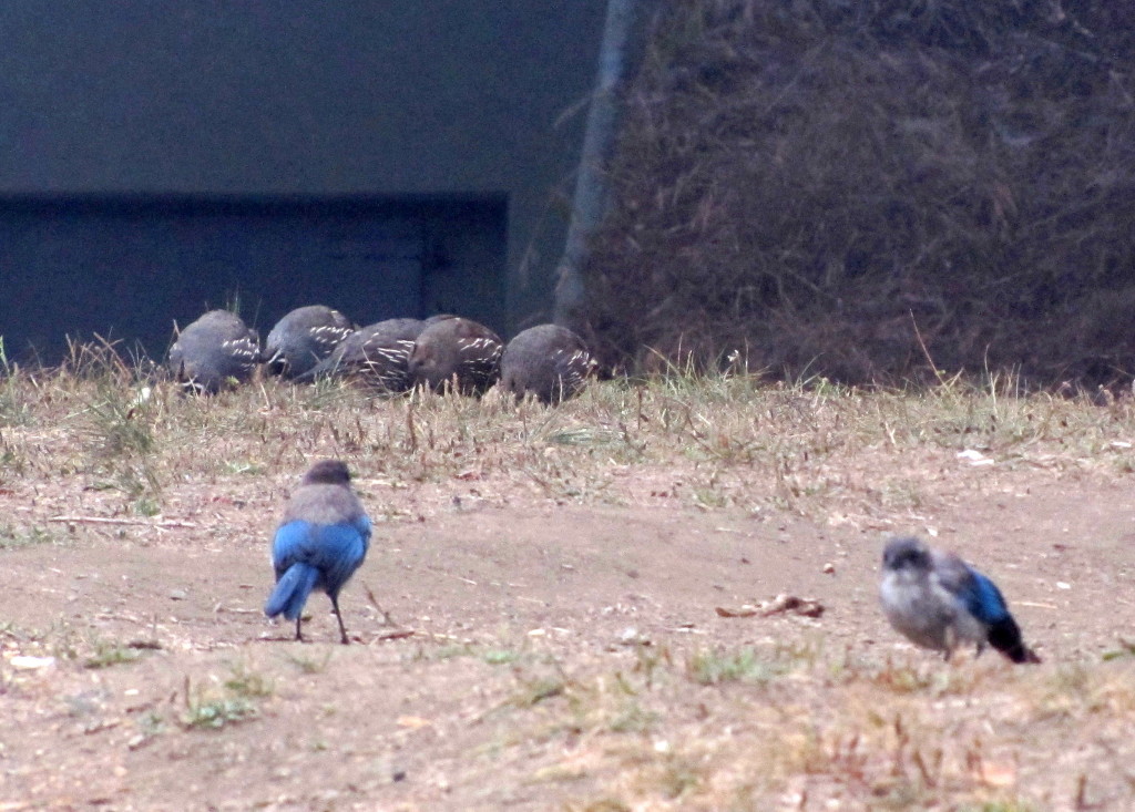 It started off slow. A covey of California quail (background) were dining peacefully. Then a pair of juvenile showed up.