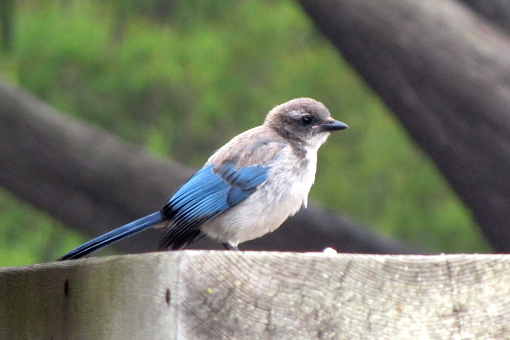 The juvenile Calif. blue jay has a grey head. It's blue on the adults. Don't let the cuteness fool you. 