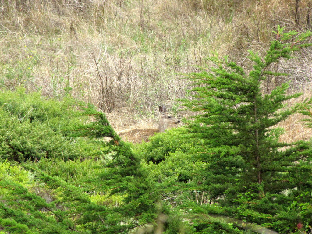 This black tailed deer watched us for a long time