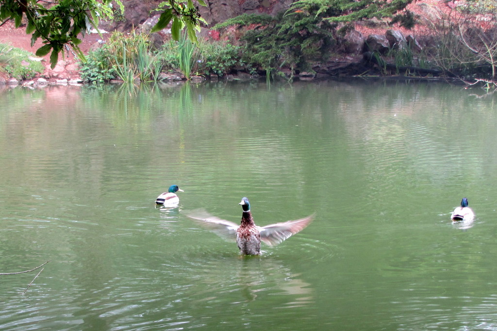 Stow Lake