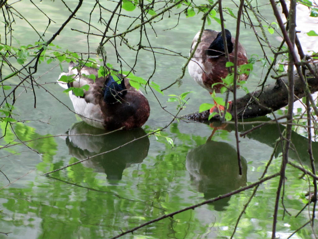 Stow Lake