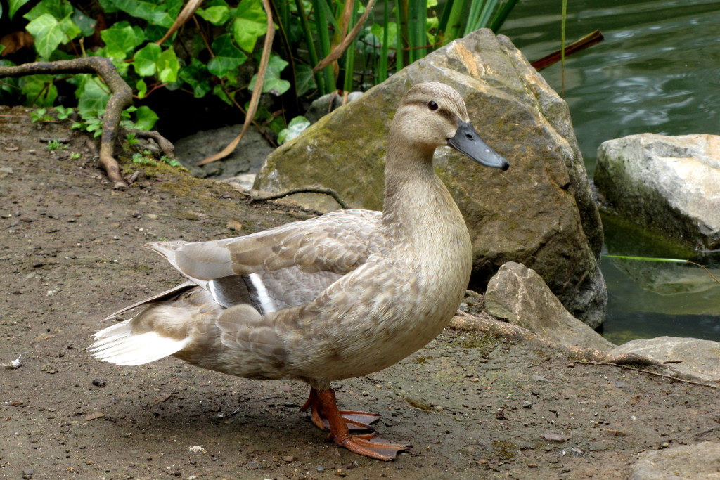 Stow Lake