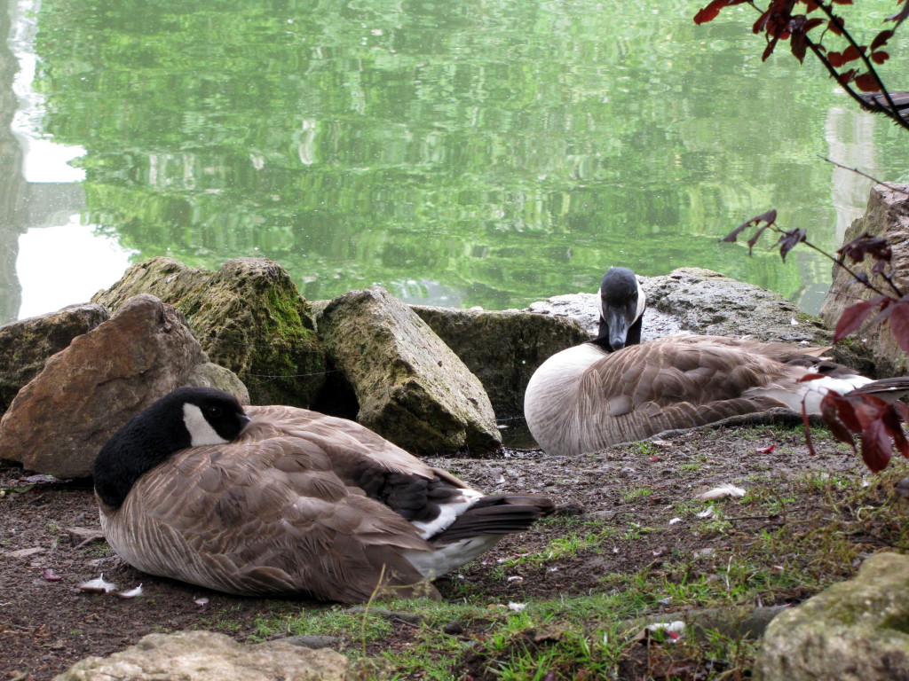 Stow Lake