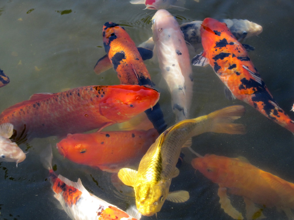 WTF?? No, not even sea gull noms. These were too big. Lastech decided I needed some good Zen this morning, so we went to the Japanese Tea Garden. I love the Koi