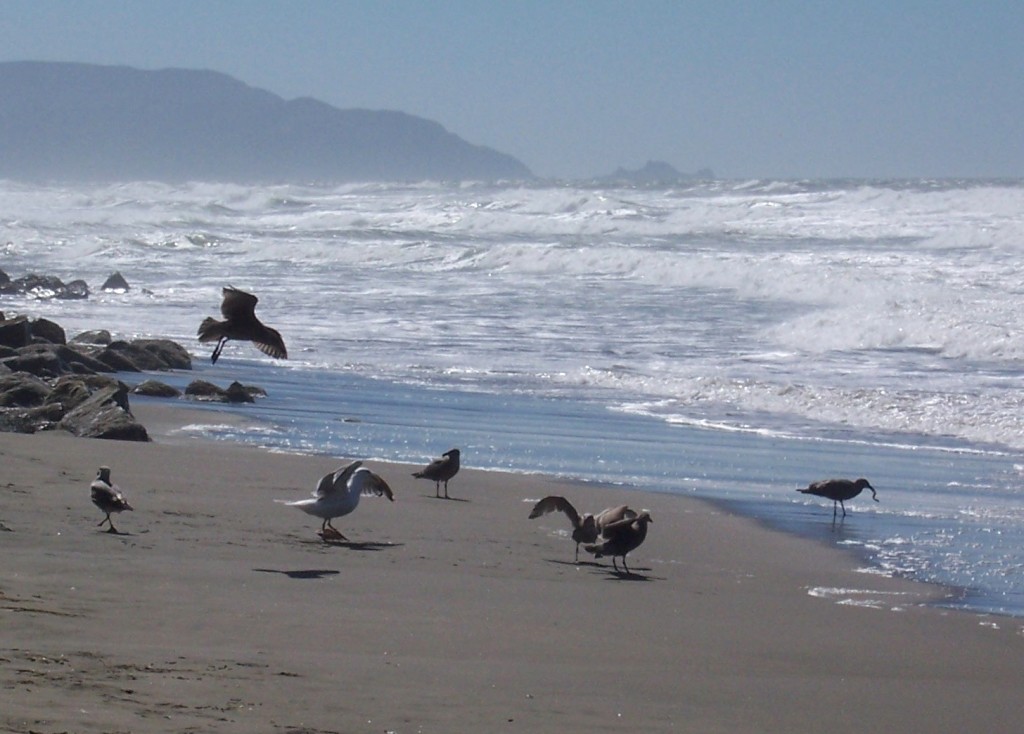 Sea gulls having an argument over noms. The gull on the lower left has the crab in question