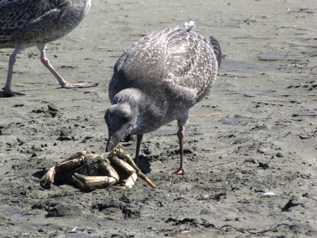 Ha Ha! I got the noms! Photo by Lastech