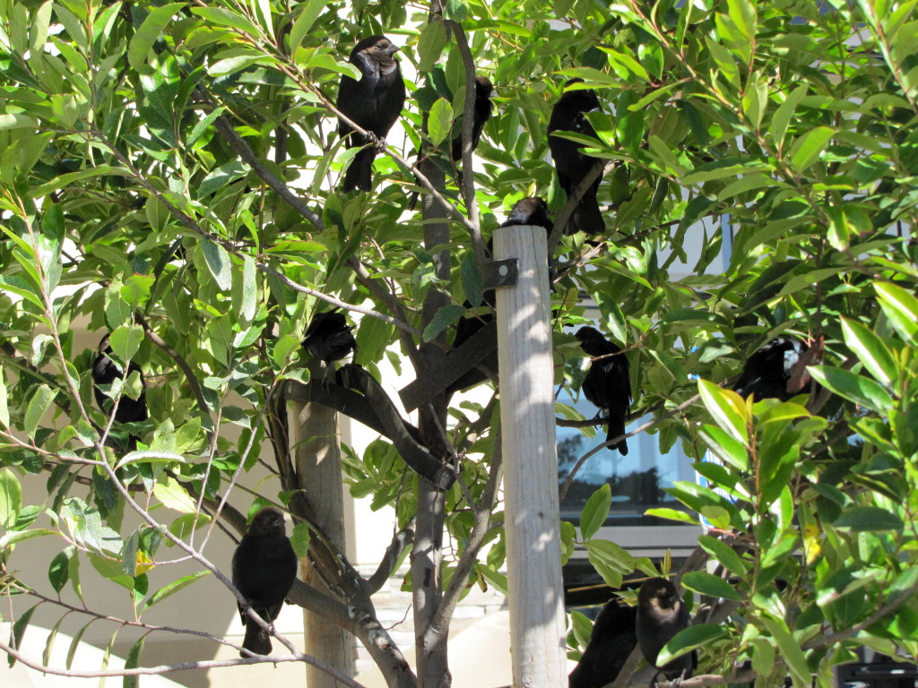 I call these parking lot birds. They are either brown headed cowbirds or Brewer's blackbirds. I'm not certain. They're everywhere. 