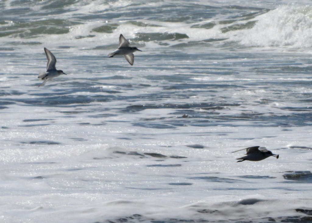 Sanderlings? I'm not sure. I just know that the lead bird had the noms and the other two wanted them. 