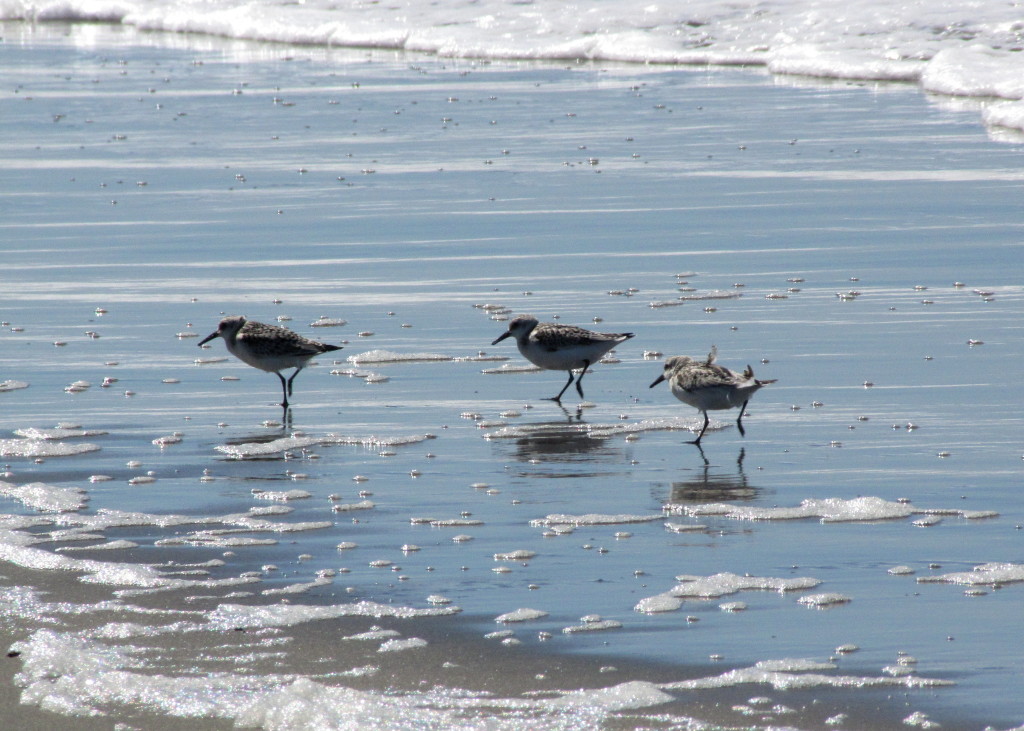 These teeny weeny birds were fun to watch. Sanderlings, I think. 