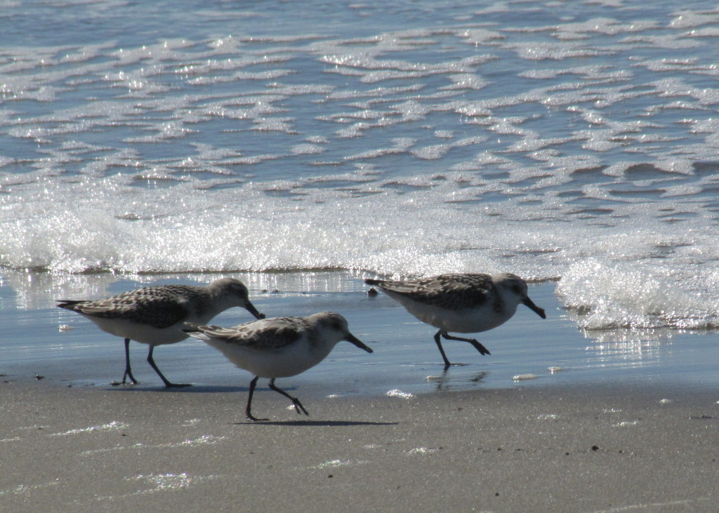 synchronized nom hunting