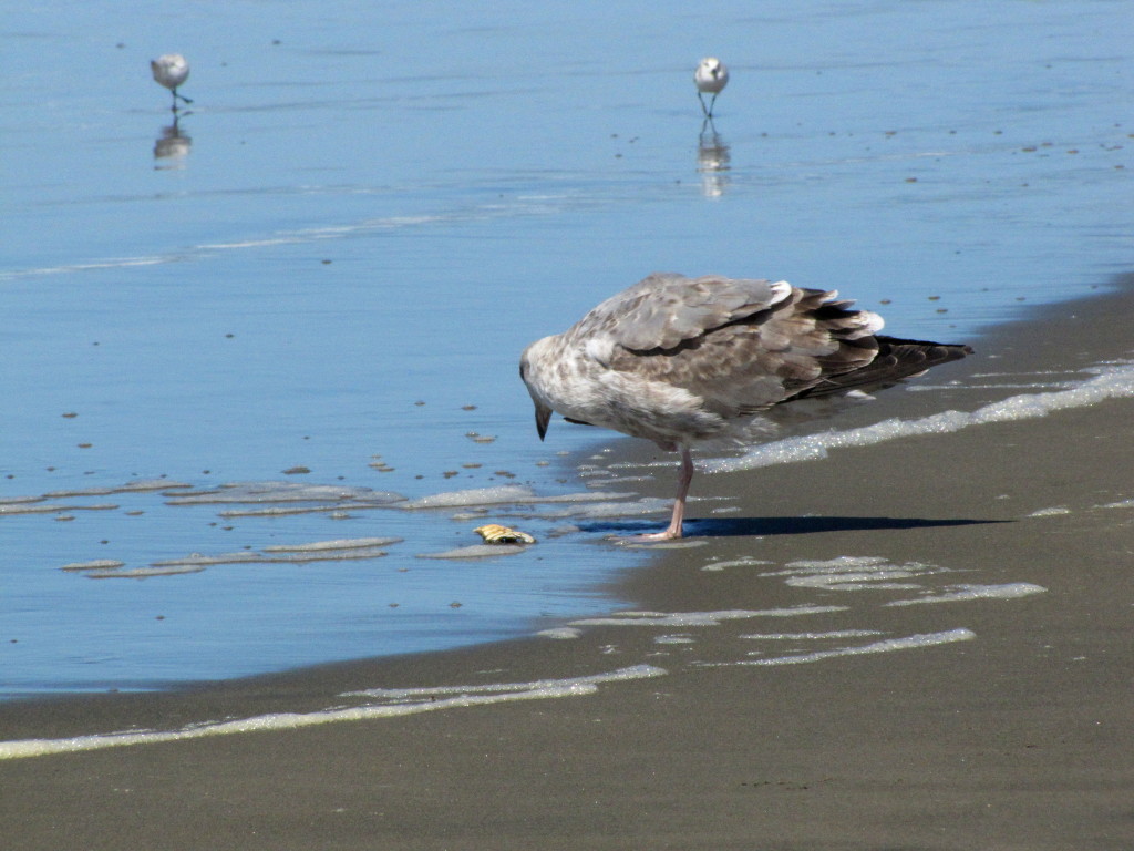 Sea gull has noms