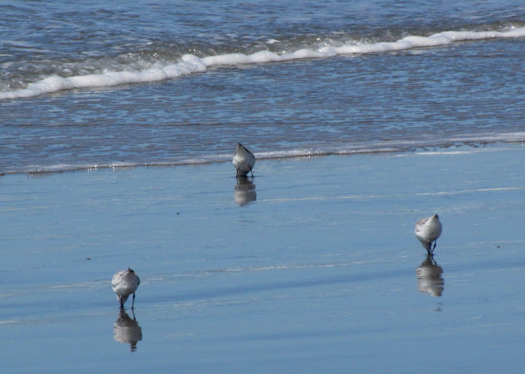 Bird butts in triplicate