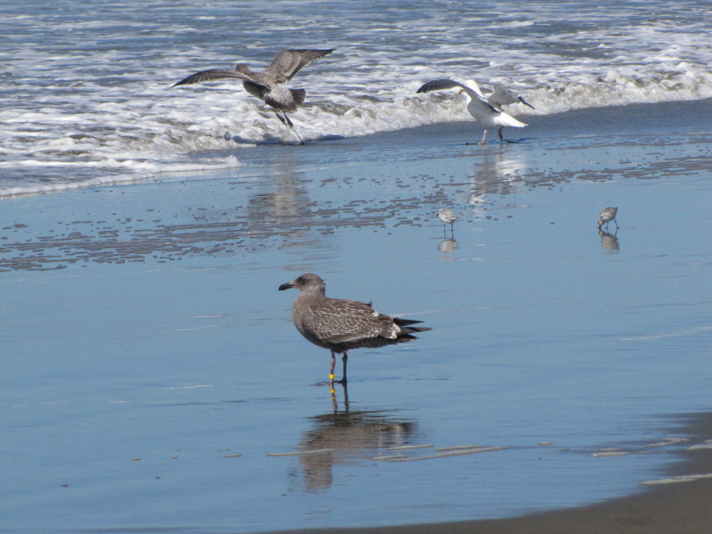 Gulls on the beach