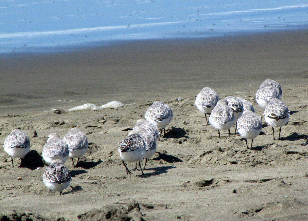 Synchronized bird butts