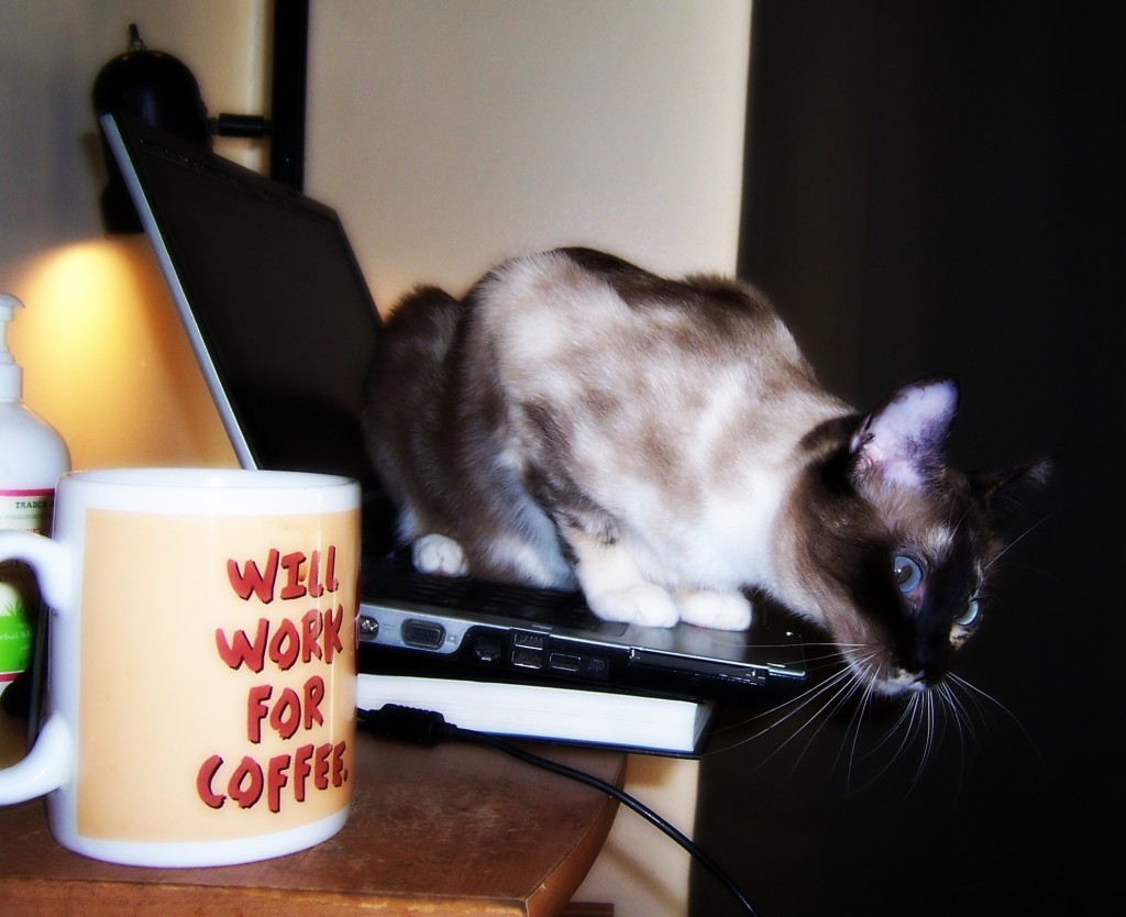 After the equipment shuts down for the night, Miss Jenny tries to crash the laptop by sitting on it. 