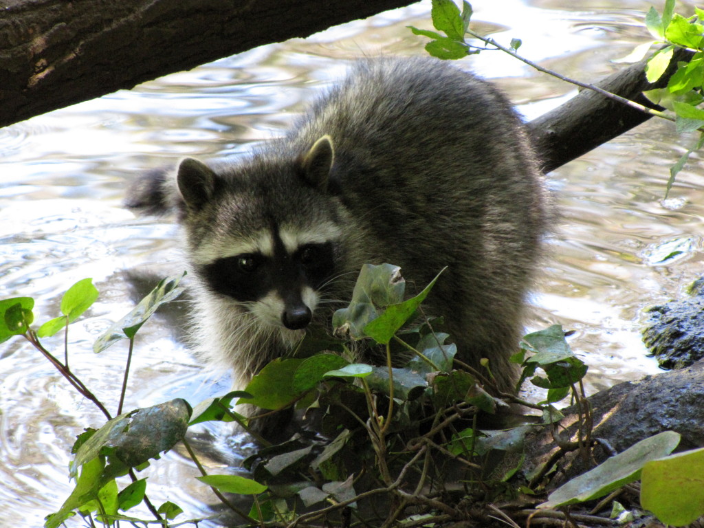 raccoon