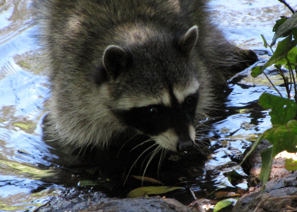 raccoon