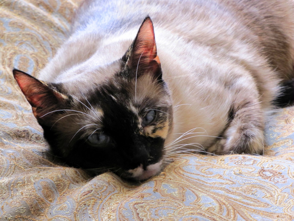 Jenny loves the big dog bed we put in front of the window