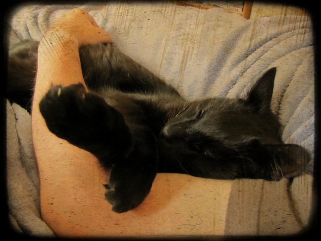 Titanescu having a nap with dad. This is very dangerous. If Lastech wishes to move, he must do so VERY slowly or risk multiple lightning fast paw strikes. Titanescu does NOT like to be disturbed