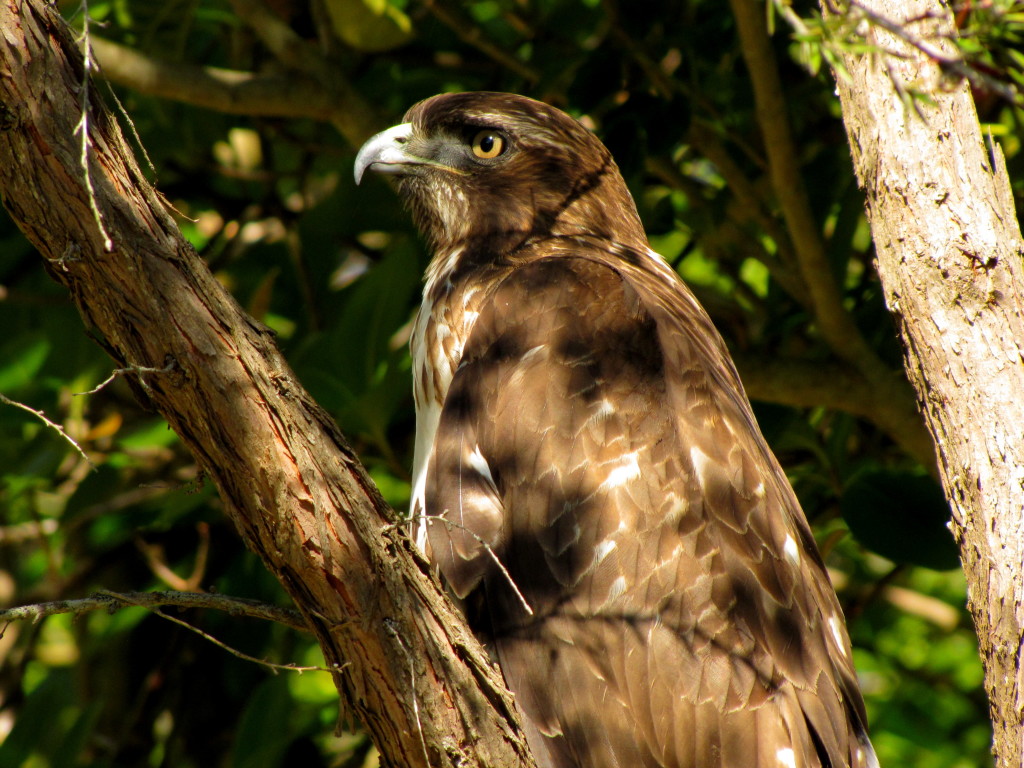 Closeup of the hawk