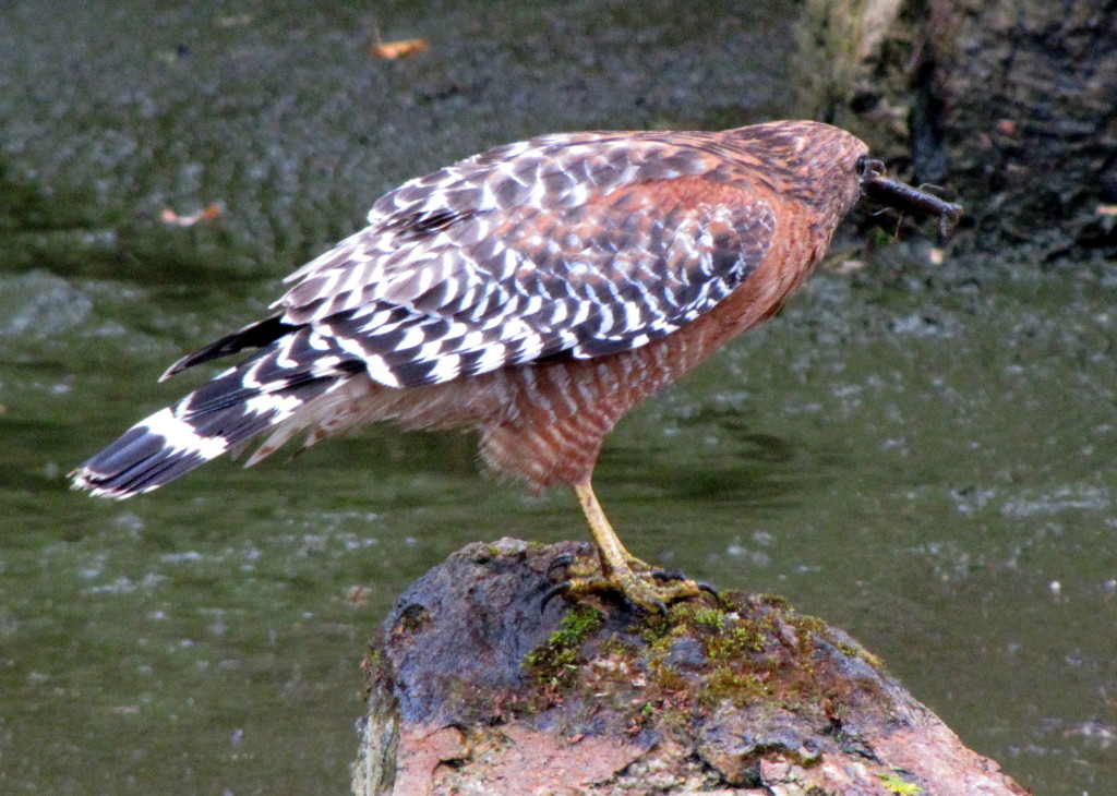 From the tree, the hawk dove down to catch a crawdad