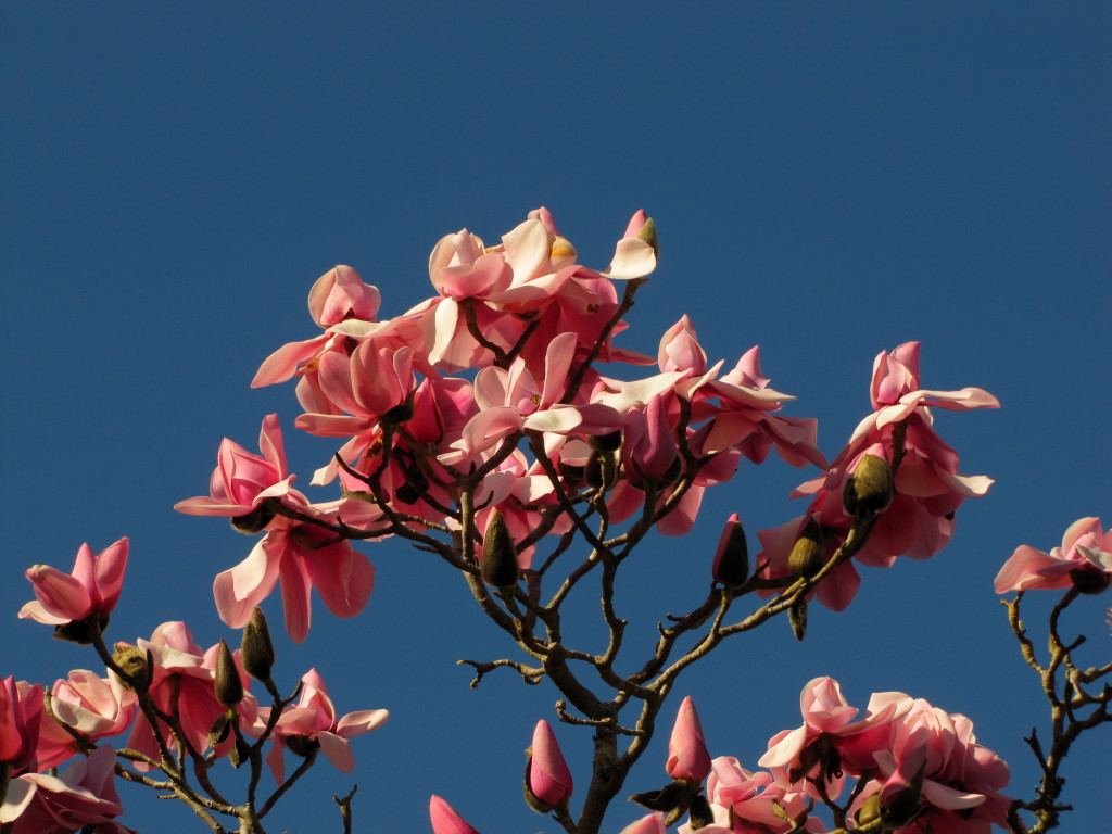 Magnolia