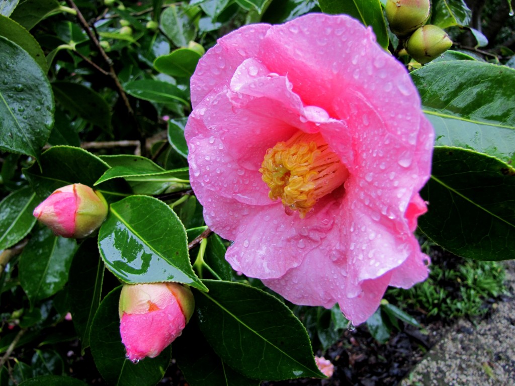 Raindrops on a camellia 