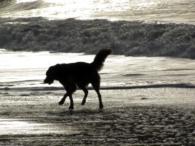 Between the storms with some happy dogs – jellybeansofdoom.com